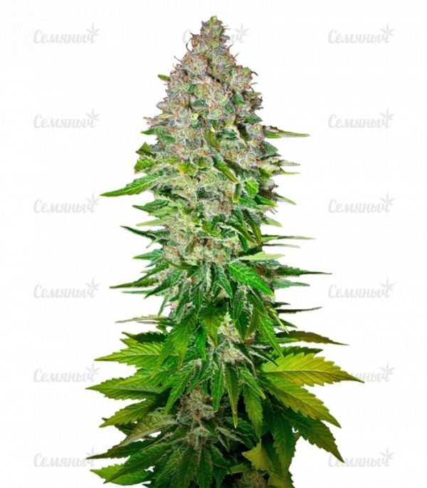 Семена сорта Silver Buddha Haze (Sumo Seeds)