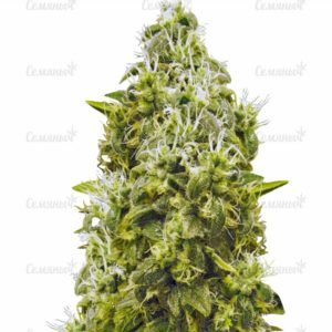 Семена сорта Afghan Kush reg (World Of Seeds)