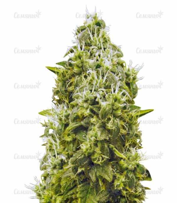 Семена сорта Afghan Kush reg (World Of Seeds)