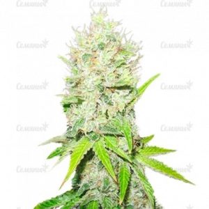 Семена сорта Auto Dark Purple (Delicious Seeds)