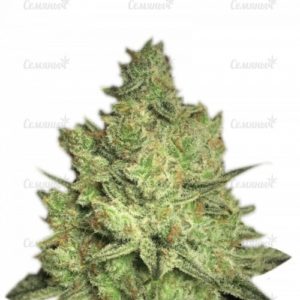 Семена сорта Original Juan Herer (Delicious Seeds)