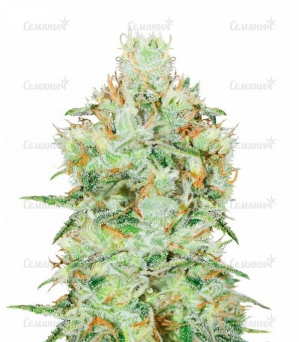 Семена сорта Parmesan (Victory Seeds)