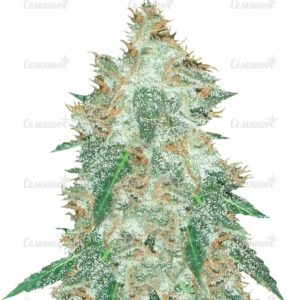 Семена сорта C99 (Female Seeds)
