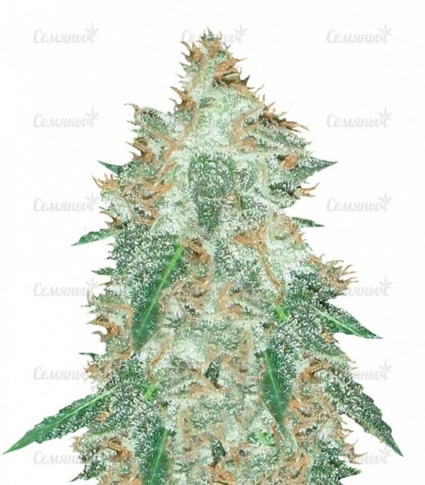Семена сорта C99 (Female Seeds)