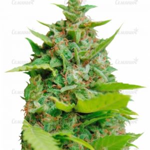 Семена сорта Sweet Black Angel (Samsara Seeds)