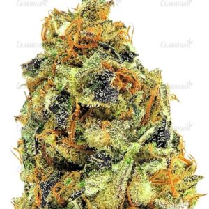 Семена сорта Bubba Kush (Dinafem Seeds)