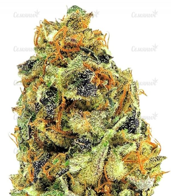 Семена сорта Bubba Kush (Dinafem Seeds)