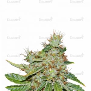 Семена сорта Auto Jack Hammer (Victory Seeds)