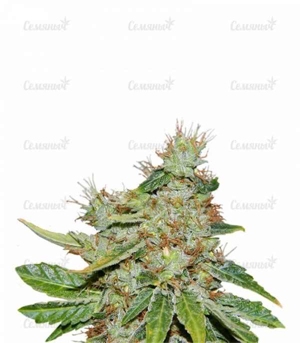 Семена сорта Auto Jack Hammer (Victory Seeds)