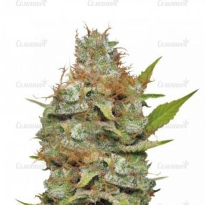 Семена сорта Medical VIP (VIP seeds)