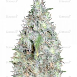 Семена сорта Dream Machine (Heavyweight Seeds)