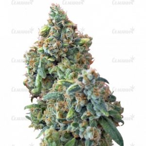 Семена сорта Dark Delight (Dutch Passion)