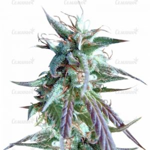 Семена сорта Night Night (KFC Seeds)