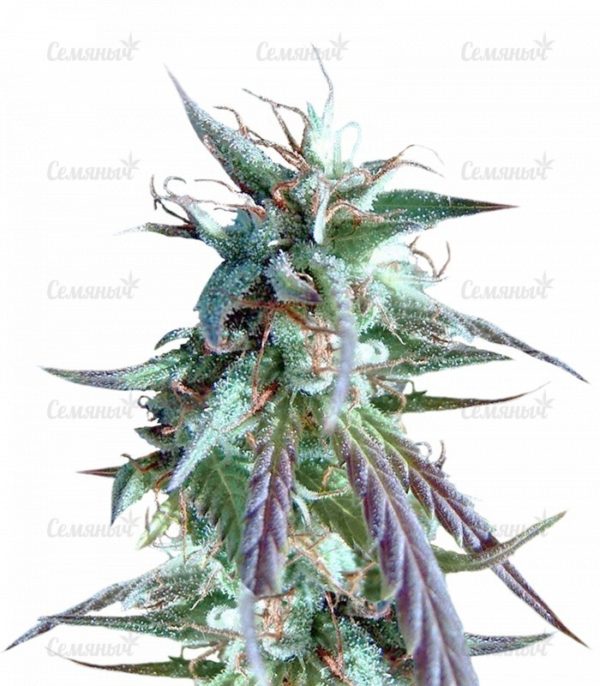 Семена сорта Night Night (KFC Seeds)
