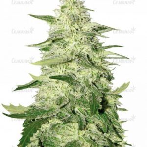 Семена сорта Total Paralysis (Heavyweight Seeds)