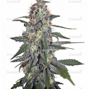 Семена сорта Afghan Kush X Yumbolt (World of Seeds)