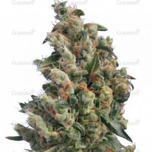 Семена сорта Jock Horror (Nirvana Seeds)