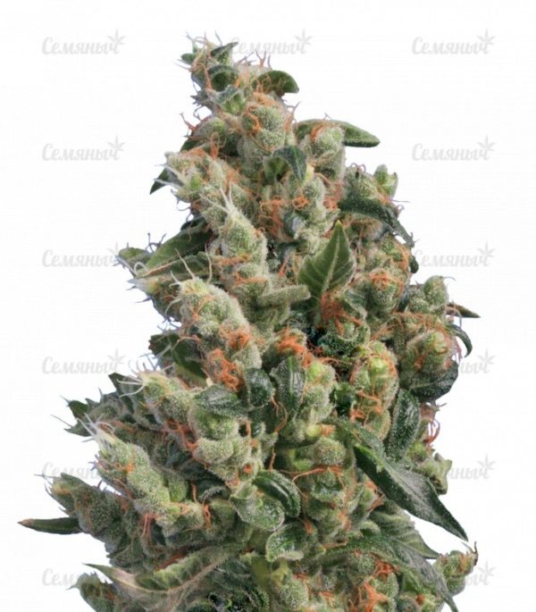 Семена сорта Jock Horror (Nirvana Seeds)