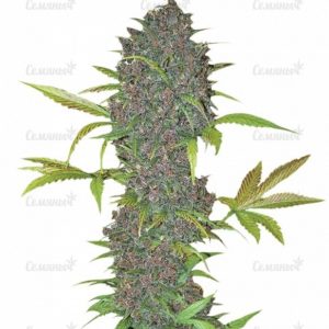 Семена сорта Bubblelicious (Nirvana Seeds)