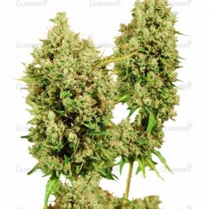 Семена сорта Liberty Haze (Barney's Farm)