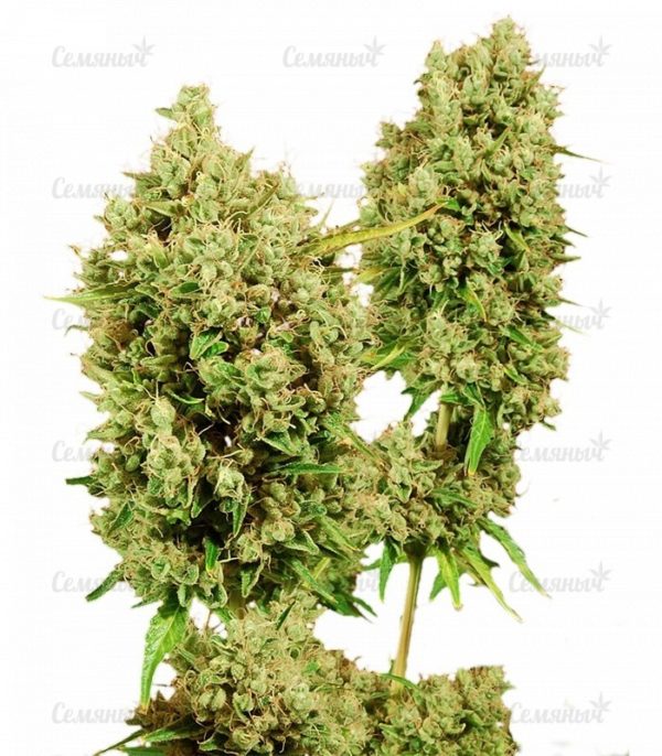 Семена сорта Liberty Haze (Barney's Farm)