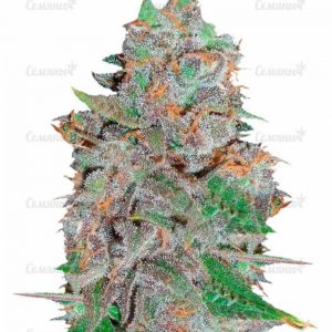Семена сорта White Widow XXL Autoflowering (Dinafem Seeds)