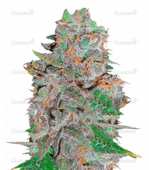 Семена сорта White Widow XXL Autoflowering (Dinafem Seeds)