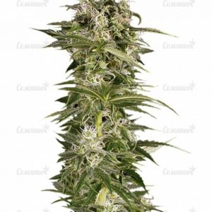 Семена сорта CBD Auto White Widow (Dutch Passion)