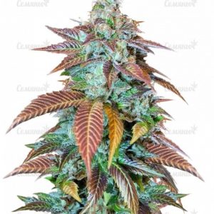 Семена сорта Currant Kush (VIP seeds)