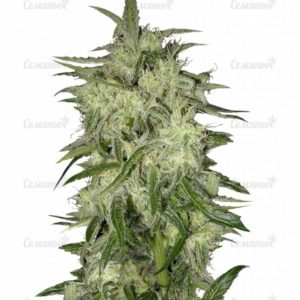 Семена сорта Chronic (Serious Seeds)