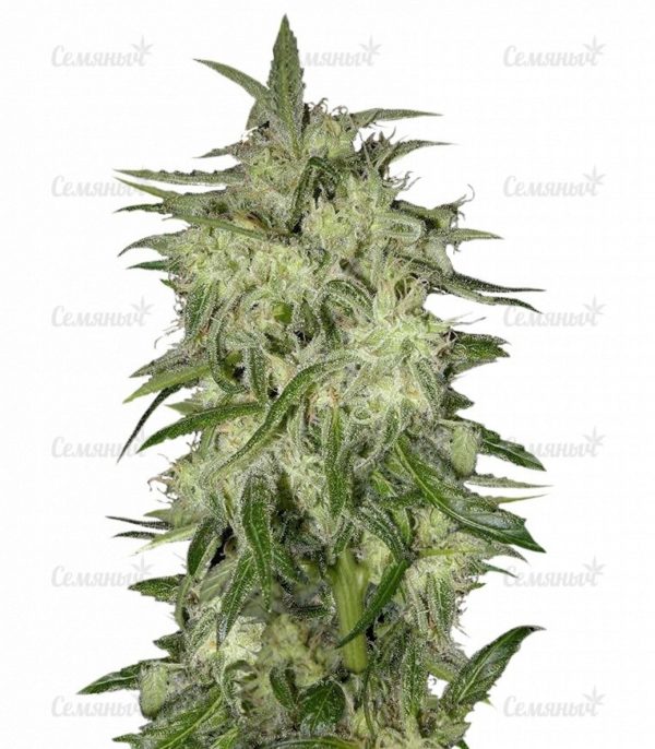 Семена сорта Chronic (Serious Seeds)