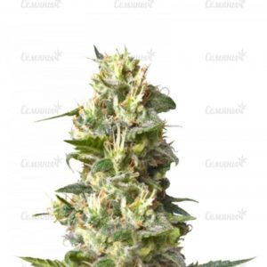 Семена сорта Goji Haze (Sumo Seeds)