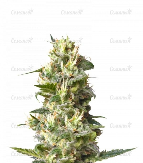 Семена сорта Goji Haze (Sumo Seeds)