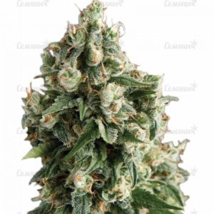 Семена сорта Mazar regular (Dutch Passion)