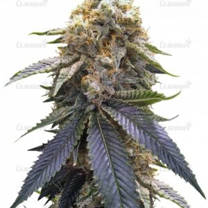 Семена сорта Auto White Widow (Victory Seeds)