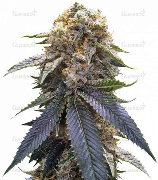 Семена сорта Auto White Widow (Victory Seeds)