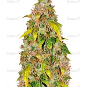 Семена сорта Buddha Quasar (Buddha Seeds)