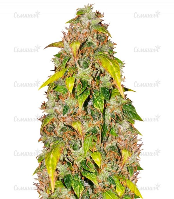 Семена сорта Buddha Quasar (Buddha Seeds)