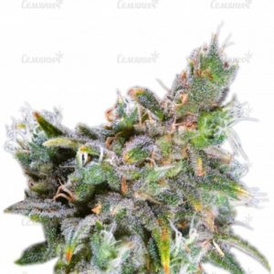 Семена сорта Veneno (Eva Seeds)