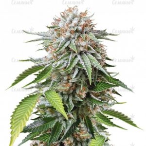 Семена сорта Violator Kush (Barney's Farm)