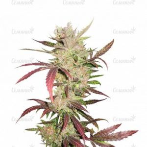 Семена сорта Super Hash (Pyramid Seeds)