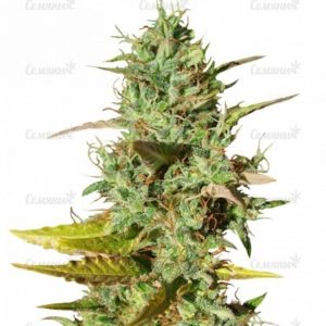 Семена сорта Delahaze (Paradise Seeds)