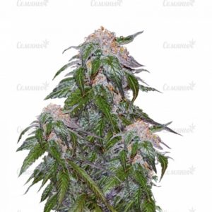 Семена сорта Ganj-nam Style (Dr. Krippling Seeds)