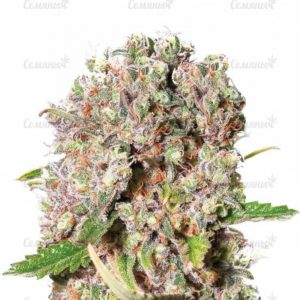 Семена сорта Critical (Victory Seeds)