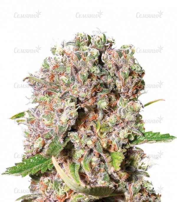Семена сорта Critical (Victory Seeds)