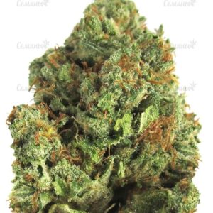 Семена сорта Moby Dick (Dinafem Seeds)