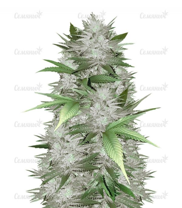 Семена сорта Auto Amnesia Haze (Victory Seeds)