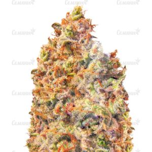 Семена сорта NHL Diesel (NYV Diesel)
