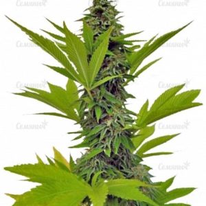 Семена сорта Moby Dick (GHS)