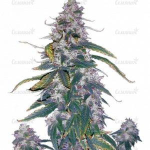 Семена сорта Dinamex (Dinafem Seeds)